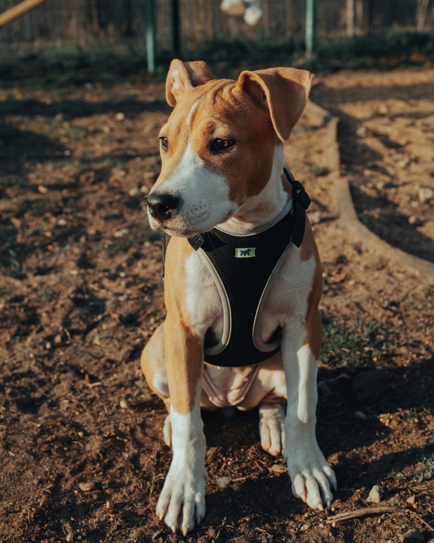 Collars Leash Chains